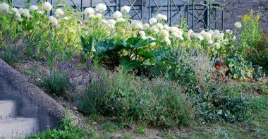 Image fleurs